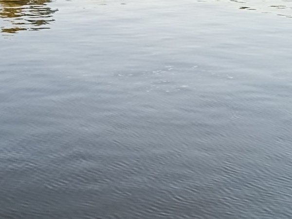 В Новомичуринское водохранилище выпустили 40 тысяч мальков сазана