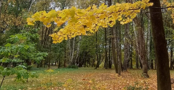 Завтра днем в Рязанской области ожидается до +13°С