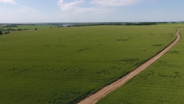 В Рязанской области получен рекордный урожай масличных культур – более 0,5 млн тонн