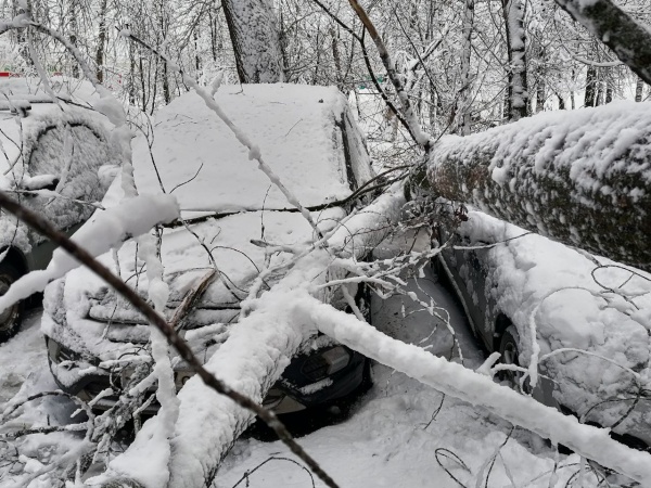 К полудню в Рязани убрали 20 упавших деревьев