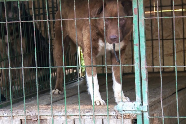 В этом году в Пителинском районе от бешенства вакцинировали 22 собаки