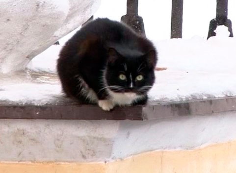 В Рязани пройдет благотворительный сбор в пользу бездомных животных