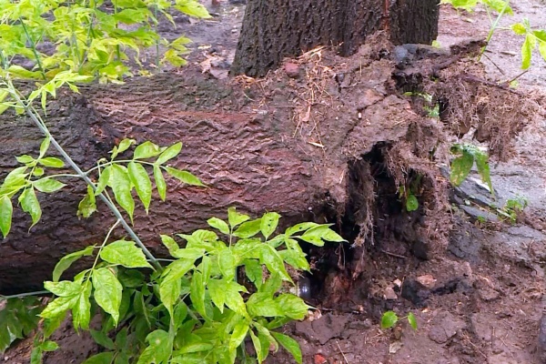 В Рязани дерево рухнуло на мусоровоз