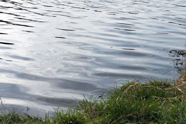 Рязанцев просят временно не гулять у водоемов