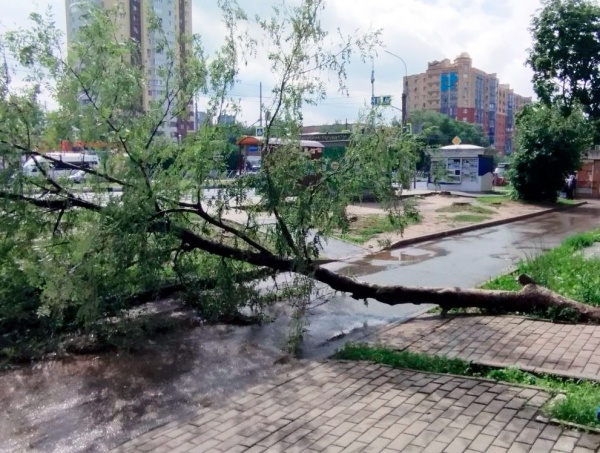 В областном центре убирают поваленные ураганом деревья