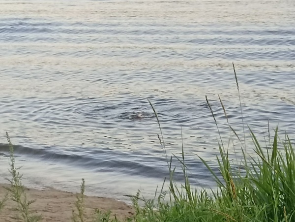 На водохранилище в Пронском районе утонул рыбак
