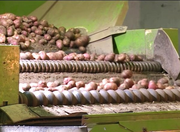 В Рязанской области собрали 117 тысяч тонн картофеля
