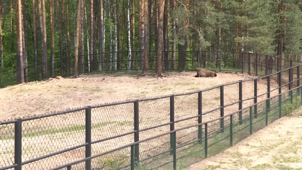 В Спасском и Клепиковском районах до 1 октября введен запрет на охоту