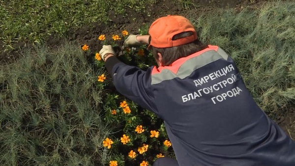 На Лыбедском бульваре высадили засухоустойчивый цветник