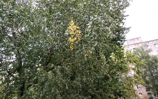 Завтра в Рязанской области ожидается до +22°С
