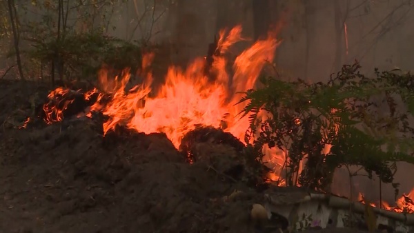 В лесах региона сохраняется высокая пожарная опасность