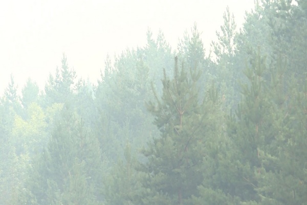 На территории Рязани устанавливается особый противопожарный режим