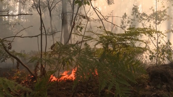 В Рязанской области загорелся лес