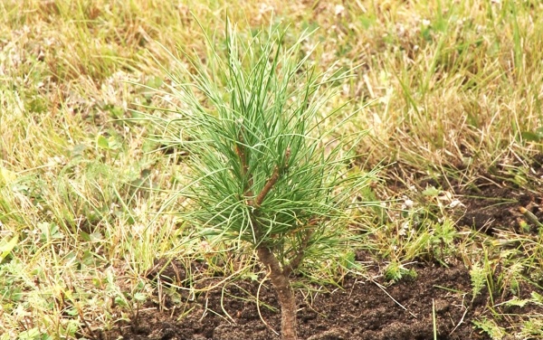 В Рязани высадили кедры