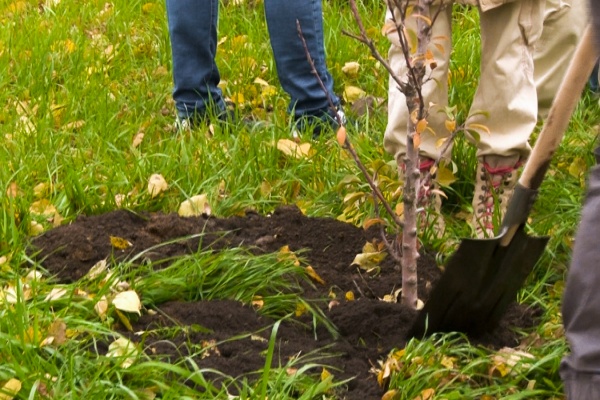 В Единый день озеленения высадят более 4 тысяч растений в Рязани 