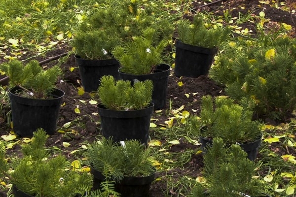 В Рязани подвели итоги осеннего месячника благоустройства