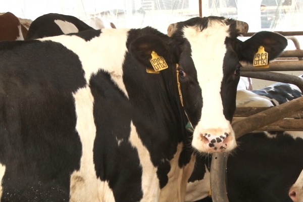 В Касимовском округе запустили новый блок молочной фермы