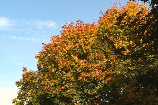 Рязанское МЧС опубликовало прогноз погоды на 5 ноября