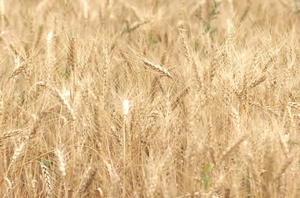 Рязанские селекционеры вывели новый зимостойкий сорт озимой пшеницы