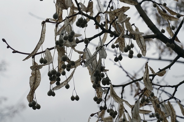 Гололед и сильный ветер ожидается в среду в регионе