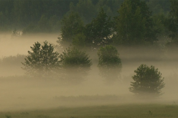 МЧС предупреждает рязанцев о тумане и гололедице