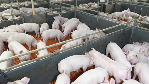 Рязанских племенных свиней впервые экспортировали в Армению