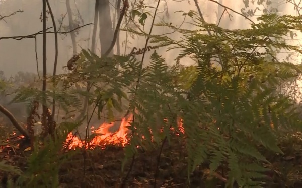 130 га рязанского леса уничтожили пожары в этом году 