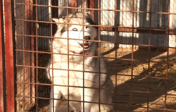 68 агрессивных собак изъяли с улиц Рязани