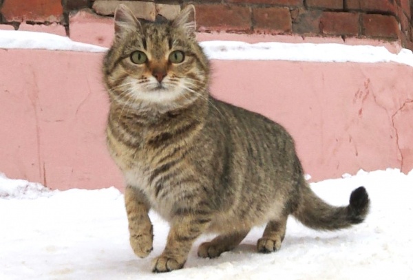 В Рязани пройдет предновогодняя ярмарка по пристройству бездомных животных