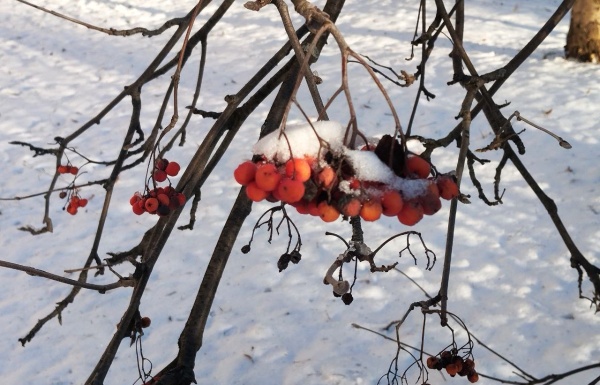 Завтра воздух в Рязанской области прогреется до +3°С
