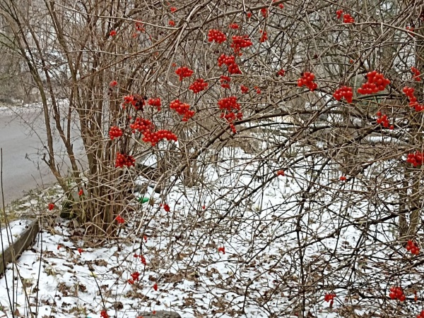 Завтра в Рязанской области ожидается до +3°С и снег