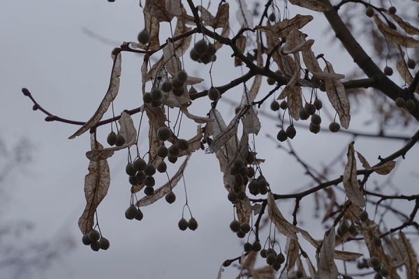 В воскресенье в регионе будет до -8°С и гололедица