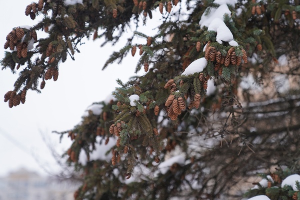 Днём 5 января в Рязанской области ожидается от -7 до -2°С
