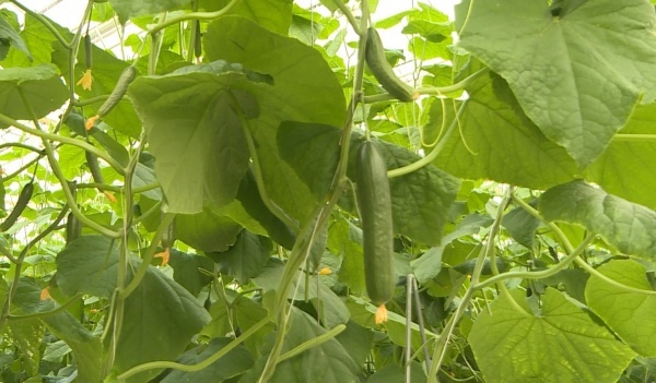 Рязанцев приглашают побороться за премию, связанную с развитием органической продукции