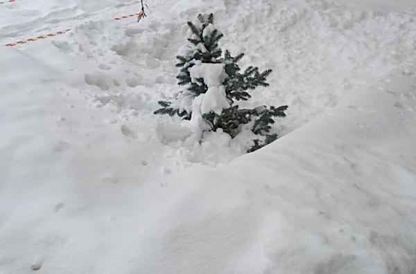 Прокуратура проверит качество уборки дороги к кладбищу