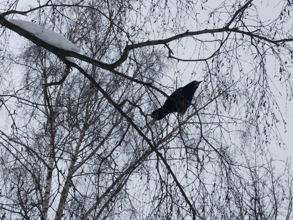 Завтра днем в регионе ожидается -14…-9°С