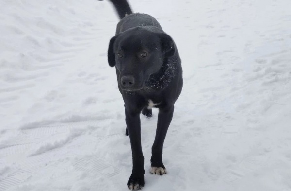 Бастрыкин поручил возбудить уголовное дело из-за нападения собак на женщину в Дубровичах