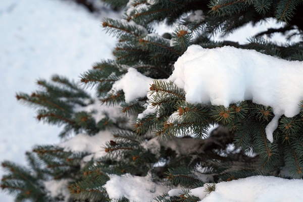 До +1°С потеплеет во вторник в Рязанской области 