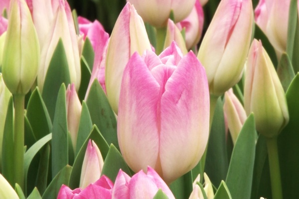 На Рязанской ВДНХ начал работу цветочный маркет