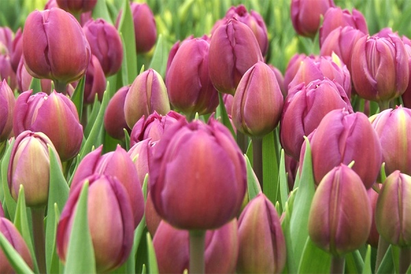 В Рязани сотрудники ГИБДД поздравили автоледи с праздником 