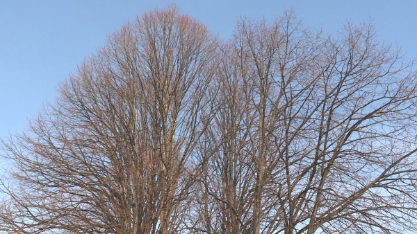 До +8 градусов ожидается завтра в Рязанской области