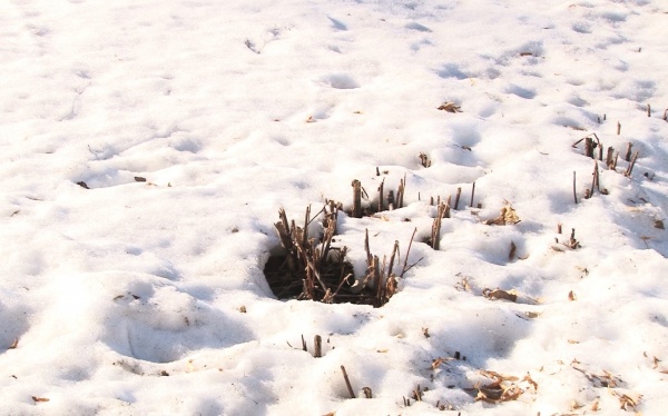 До +11°С: в регионе продолжает теплеть