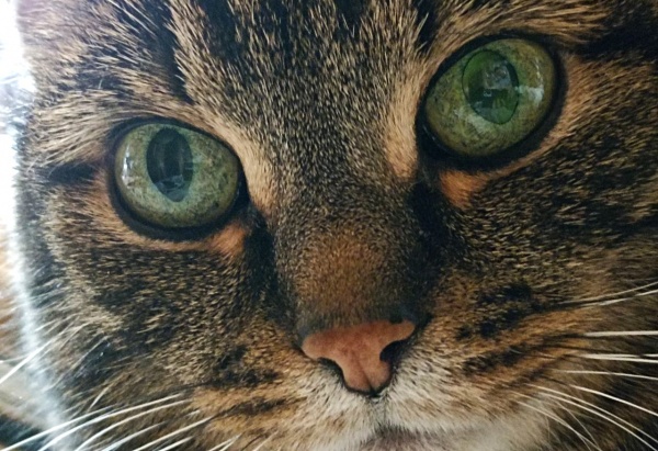 Представление «Волшебные кошки», МКЦ, 22 марта, 6+