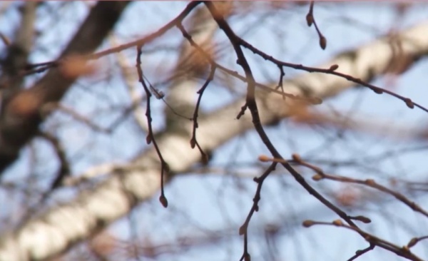 В среду в Рязанской области воздух прогреется до +12°С