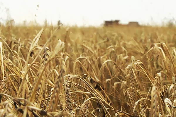 Рязанские аграрии поставили исторический рекорд