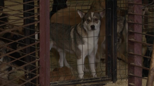 Александр Шаститко: «Все агрессивные собаки должны быть изъяты с улиц безвозвратно»