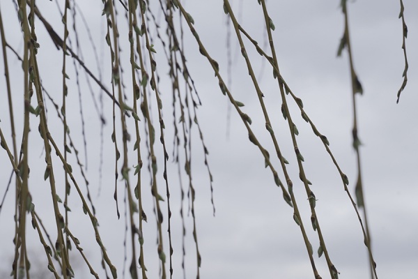 В воскресенье в регионе будет облачно и до +9°С