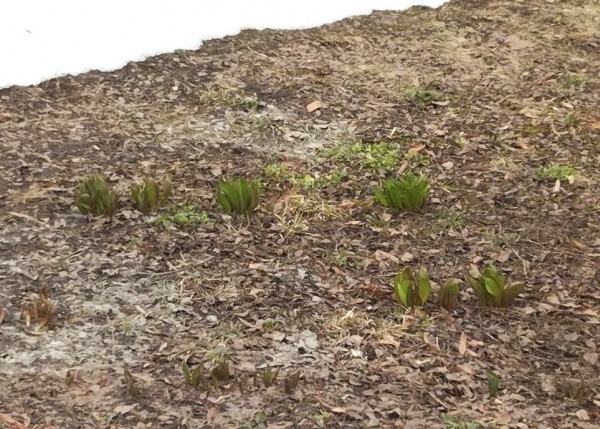 В понедельник в регионе вновь ожидается до +10 градусов