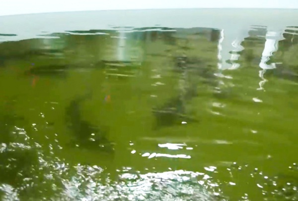 Под Рязанью будут разводить радужную форель