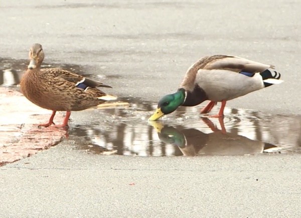 От -2 до +12 градусов ожидается завтра в Рязанской области